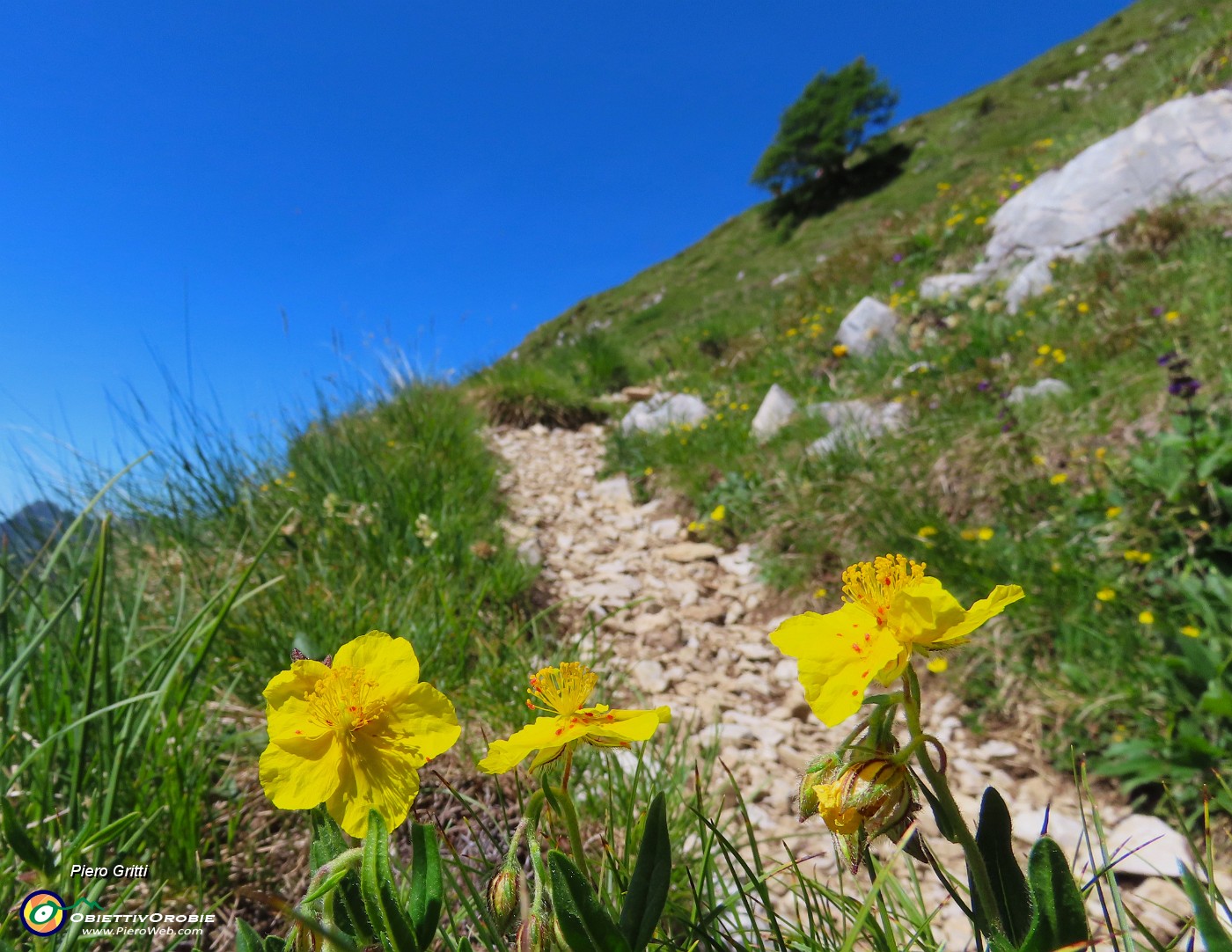 35 Fiori di Helianthemum mummularium (Eliantemo).JPG